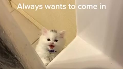 Cute Cat Can’t Stay Away From Owner For to long