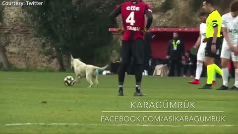 How a dog brought a football match to a halt. In turkey