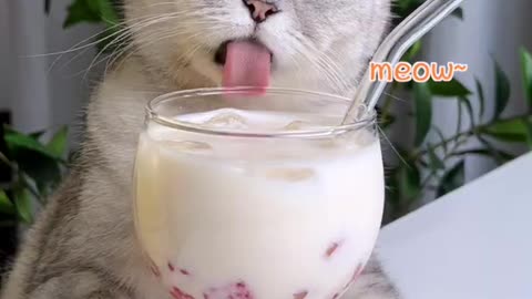Lovely Strawberry Milk Tea || Cat Cooking Food || Best Cat