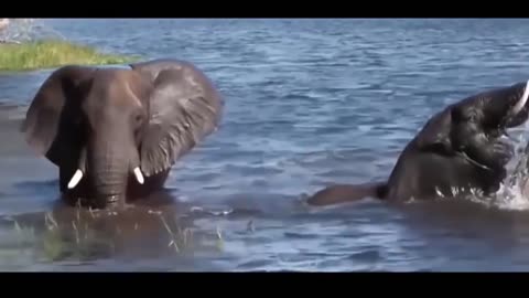 ANIMALS CONFRONT IN REAL VIDEOS