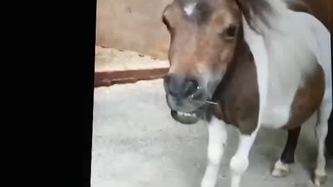 Pony enjoying the fan on a hot summer day