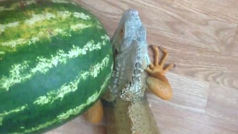 Battle : iguana vs watermelon