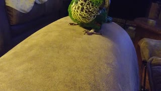 Cute Birdie Rolls off Couch
