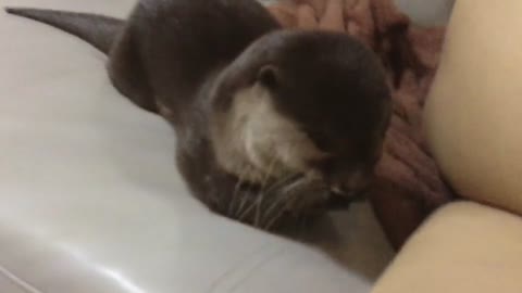 An otter rubs his little face