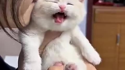Cute Kitten 3