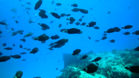 Scuba diver dives deep in the ocean accidentally recorded hundreds of parrot fish moving
