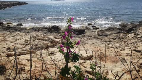 Spanish Seaside in April Flower Bending in the Wind