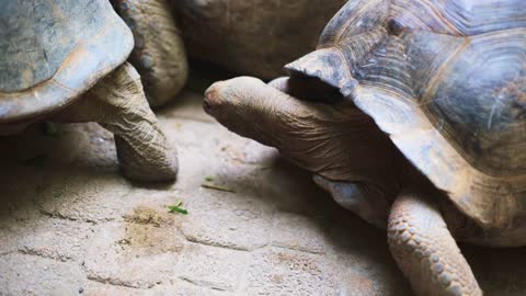 Aldabra giant tortoise in nature. Relationship