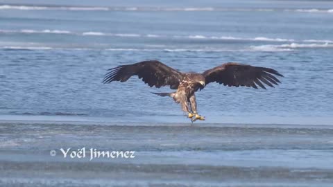 White-tailed Sea-eagle catching big carp_Zeearend vangt karper Oostvaardersplassen short version 4K