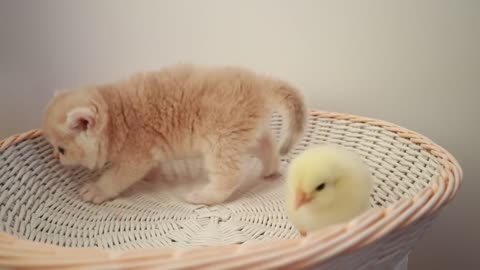 cute Cats and there cute behaviour towards a chiken