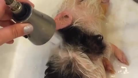 Bathing pig