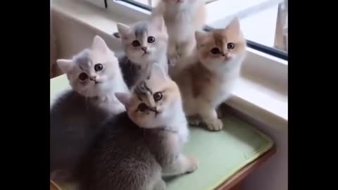 Funny and Cute Dog and Cat Compilation🤣🤣😂