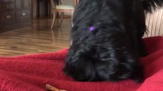 Dog buries bones with imaginary dirt