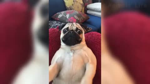 Best Funny Pet Videos Of The - Cute Cats And Dogs Reactions - 5