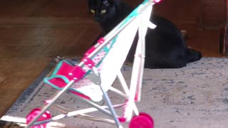 Kitty Climbs Into Stroller for a Ride