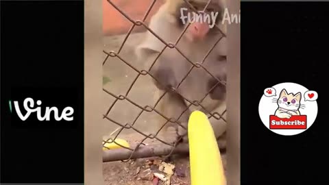 Best funny animal