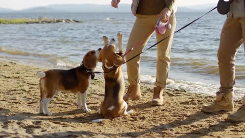 Two adorable beagle dogs begging for food and receiving treats from owner while having outdoor wal