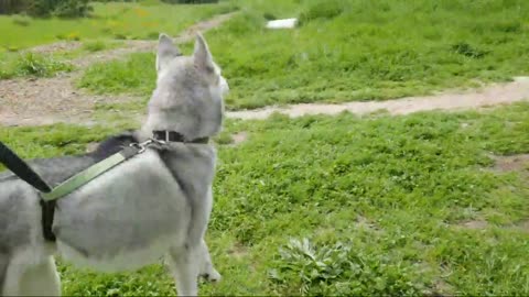 How To Teach An EXCITED Siberian Husky To Walk On A Leash! TIPS FOR LEASH TRAINING