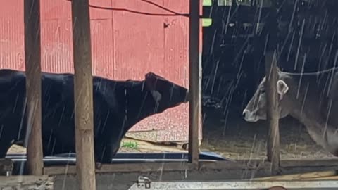 Cow Enjoying The Rain