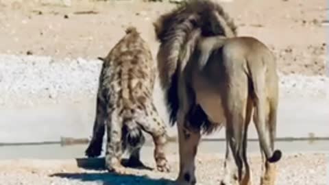 Safari Tourist Films Bizarre Footage Of Hyena Walking On Two Legs in front of lion