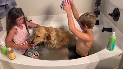 Children bathe their very dirty and patient golden retriever