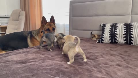 German shepherd meets puppies |watch its reaction.