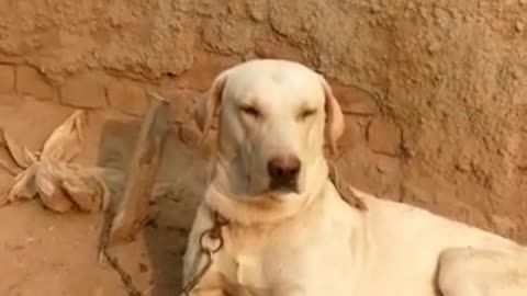 Dog Short Video By Kingdom of Awais