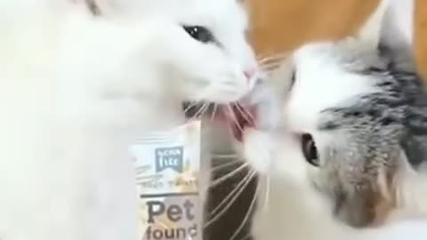 Playing funny kittens