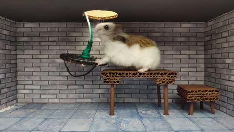 Hamster escapes the awesome maze for Pets in real life in Hamster stories.