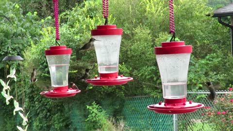 Hummingbirds 8/21/2021