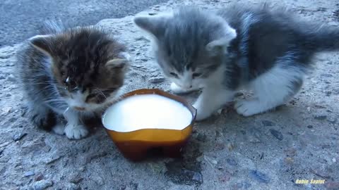 Cat Eating drinking milk