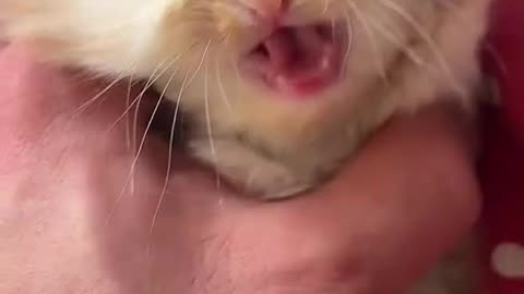 Kitten Meowing |Cat Sound| Cute Cat Videos #shorts #cat #puppy #catlover #catfunnyshorts #luca #cute