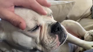 Boris the Bulldog enjoys his headscratches (sound on)