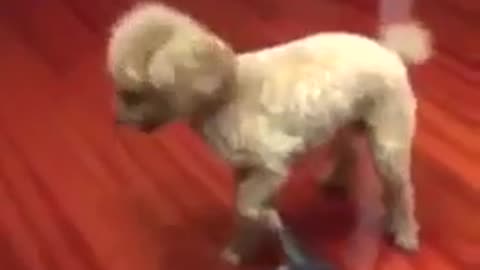 Dog judo