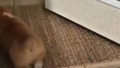 Puppy struggles up stairs