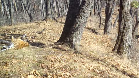 Cute Siberian Tiger Cubs Play Together In Forest