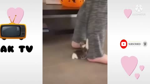 cute cat baby ||cat videos ||funny cat