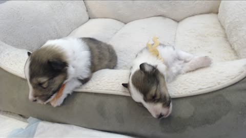 Woodruff Shelties "Heaven & Earth" PuppyCam 2 weeks old C, ears open