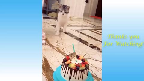 Cute cats and Funny pets video | you will die lauging