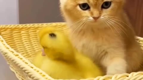 "Adorable Cat and Duckling Playtime: An Unlikely Friendship!"