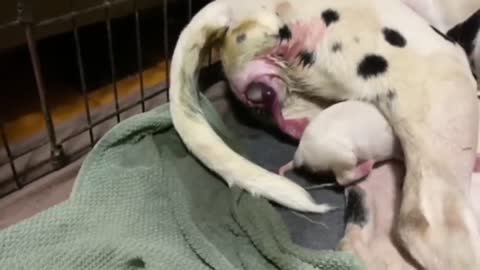Annie gives birth to 14 puppies