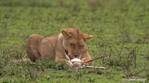 The Lioness eats a baby gazelle alive while the lioness sisters and the wildebeest watch.