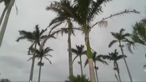 Christmas with the Birds, Tlacotalpan, Vera Cruz, Mexico