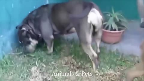 Funny dogs compilation- Dogs mating fail.