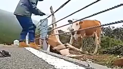 Kind People Free Calf Stuck in Guardrail 🐮❤️🤝🚧