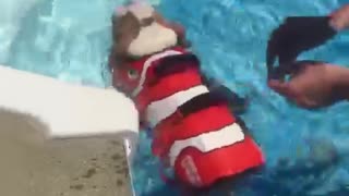 English Bulldog Puppy swimming for the first time