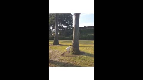 Smart And Funny Squirrel Playing Hide And Seek With Dog