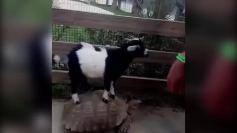 Goat Riding a Tortoise!