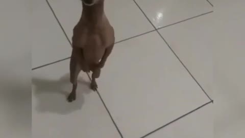 Funny Videos - Dancing Dog - Try not to laugh
