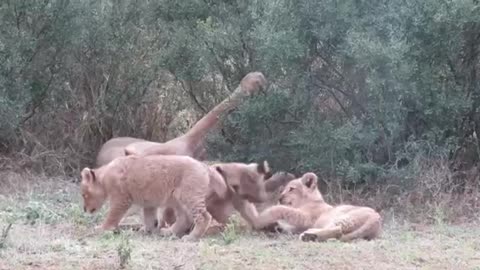 Adorable lion cub pulls brother's tail when 👏🏽mom isn't looking